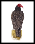 Turkey-Vulture(low-res)