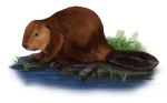 Beaver(low-res)