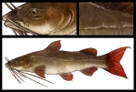 Asian Red-tail Catfish